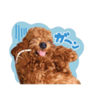 トイプードルすみれ♡（個別スタンプ：5）
