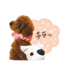 トイプードルすみれ♡（個別スタンプ：6）