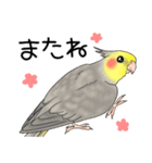 オカメインコ★パラダイス（個別スタンプ：40）