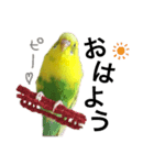 インコのピーちゃん♡（個別スタンプ：1）