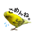 インコのピーちゃん♡（個別スタンプ：2）