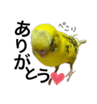 インコのピーちゃん♡（個別スタンプ：3）