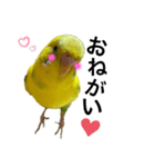 インコのピーちゃん♡（個別スタンプ：4）