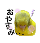 インコのピーちゃん♡（個別スタンプ：5）