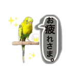 インコのピーちゃん♡（個別スタンプ：6）