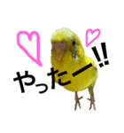 インコのピーちゃん♡（個別スタンプ：7）
