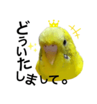 インコのピーちゃん♡（個別スタンプ：8）