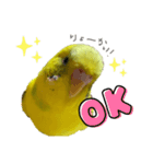 インコのピーちゃん♡（個別スタンプ：9）