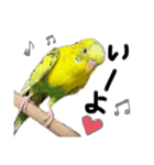 インコのピーちゃん♡（個別スタンプ：10）