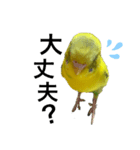 インコのピーちゃん♡（個別スタンプ：11）