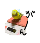インコのピーちゃん♡（個別スタンプ：12）