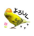 インコのピーちゃん♡（個別スタンプ：13）