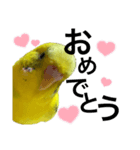 インコのピーちゃん♡（個別スタンプ：14）