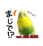 インコのピーちゃん♡（個別スタンプ：15）