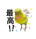 インコのピーちゃん♡（個別スタンプ：16）