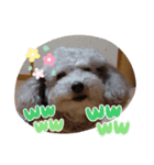 カワイイわんこ顔スタンプ（個別スタンプ：15）
