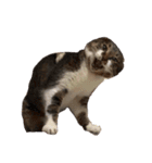 うちの猫、田吾作さんとちび。（文字なし）（個別スタンプ：1）