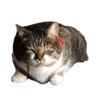 うちの猫、田吾作さんとちび。（文字なし）（個別スタンプ：3）