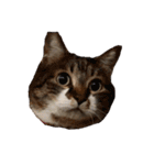 うちの猫、田吾作さんとちび。（文字なし）（個別スタンプ：4）