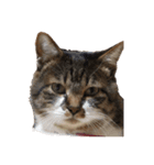 うちの猫、田吾作さんとちび。（文字なし）（個別スタンプ：5）