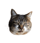 うちの猫、田吾作さんとちび。（文字なし）（個別スタンプ：6）