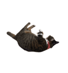うちの猫、田吾作さんとちび。（文字なし）（個別スタンプ：7）