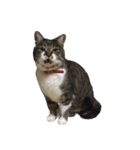 うちの猫、田吾作さんとちび。（文字なし）（個別スタンプ：8）