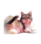 うちの猫、田吾作さんとちび。（文字なし）（個別スタンプ：9）