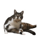 うちの猫、田吾作さんとちび。（文字なし）（個別スタンプ：10）