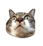 うちの猫、田吾作さんとちび。（文字なし）（個別スタンプ：12）