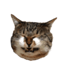 うちの猫、田吾作さんとちび。（文字なし）（個別スタンプ：13）