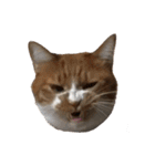 うちの猫、田吾作さんとちび。（文字なし）（個別スタンプ：14）