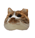 うちの猫、田吾作さんとちび。（文字なし）（個別スタンプ：15）