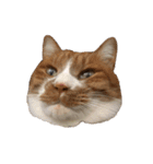 うちの猫、田吾作さんとちび。（文字なし）（個別スタンプ：16）