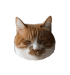 うちの猫、田吾作さんとちび。（文字なし）（個別スタンプ：17）