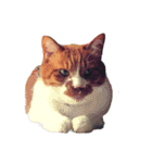 うちの猫、田吾作さんとちび。（文字なし）（個別スタンプ：19）