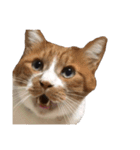 うちの猫、田吾作さんとちび。（文字なし）（個別スタンプ：20）