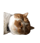 うちの猫、田吾作さんとちび。（文字なし）（個別スタンプ：21）