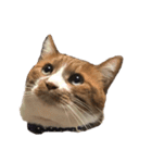 うちの猫、田吾作さんとちび。（文字なし）（個別スタンプ：22）