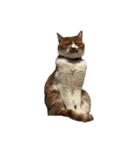 うちの猫、田吾作さんとちび。（文字なし）（個別スタンプ：23）