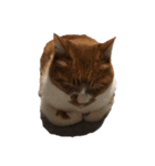 うちの猫、田吾作さんとちび。（文字なし）（個別スタンプ：24）