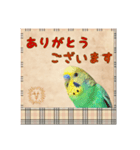 ホッとするインコ（個別スタンプ：10）