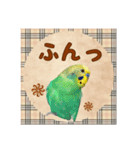 ホッとするインコ（個別スタンプ：13）