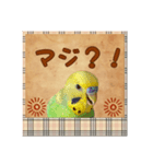 ホッとするインコ（個別スタンプ：15）