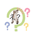 猫のテン子の日常スタンプ（個別スタンプ：1）
