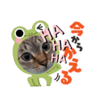 猫のテン子の日常スタンプ（個別スタンプ：6）