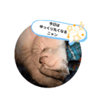 猫のテン子の日常スタンプ（個別スタンプ：13）