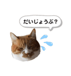 うちの猫、チビ。（個別スタンプ：5）