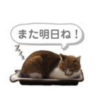 うちの猫、チビ。（個別スタンプ：11）