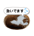 うちの猫、チビ。（個別スタンプ：13）